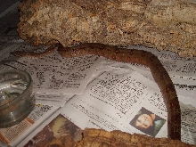 Corn Island Boa pic 5