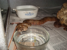 Corn Island Boa (pic6)