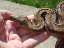 Corn Island Boa Constrictor