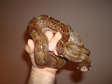 Pure locality Corn Island Boa Constrictor picture.