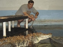 Transporting an American Crocodile