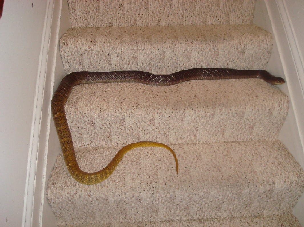 Male breeder YT Cribo full body