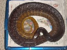YT Cribo female top view