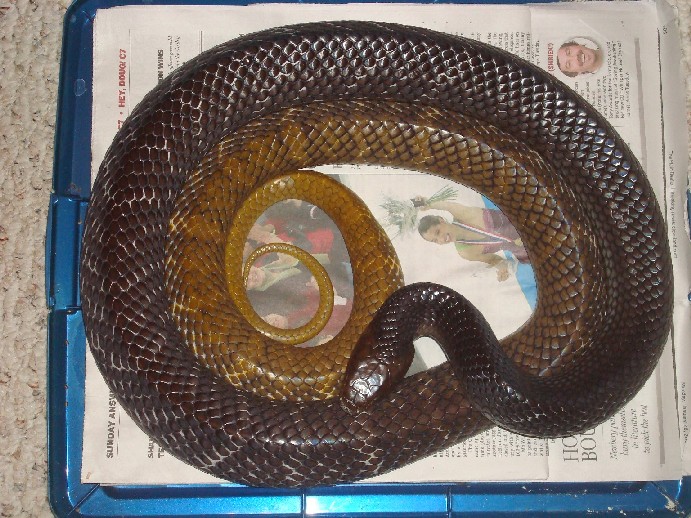 YT Cribo female top view