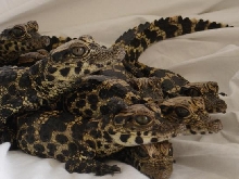 Dwarf Crocodile Group shot