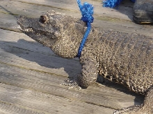 Adult female African Dwarf Crocodile.