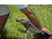 Tame Cuban Crocodile