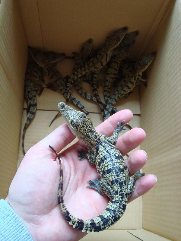 Morelet's Hatchlings.
