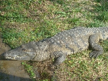 Morelet's female side shot