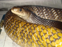 Male YT Cribo close up.