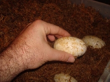 Croc Eggs