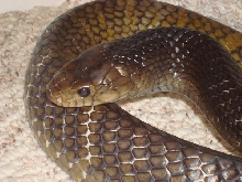 Male CB Yellow Tail Cribo
