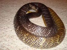 Female CB Yellow Tail Cribo