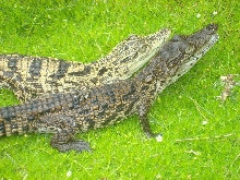 Xanthic and Normal Nile Crocodile