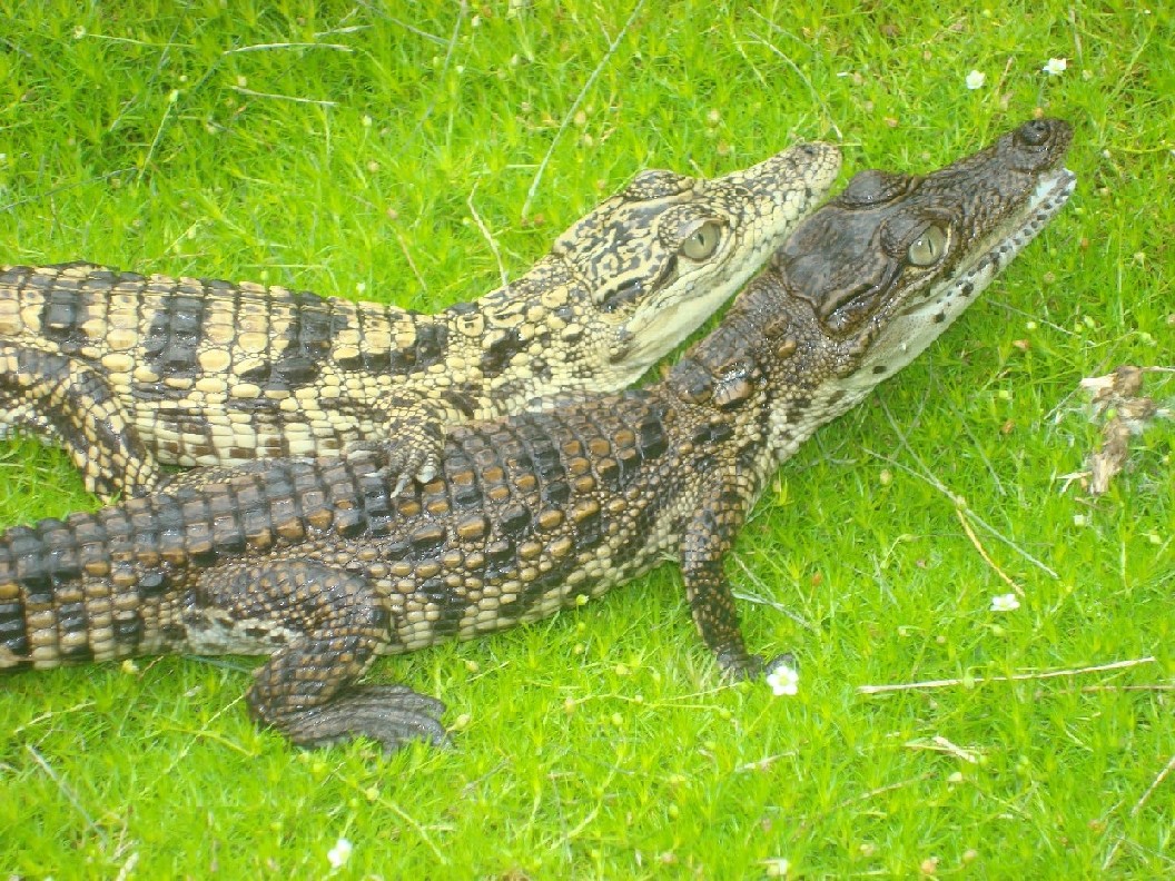 Xanthic and Normal Nile Crocodile