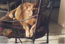 Koshka July 15th 1989 - July 28th 2005