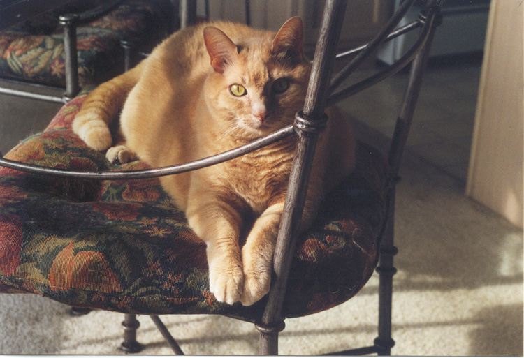 Koshka July 15th 1989 - July 28th 2005