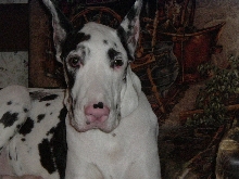 Yandi, 6 mth. old harlequin girl