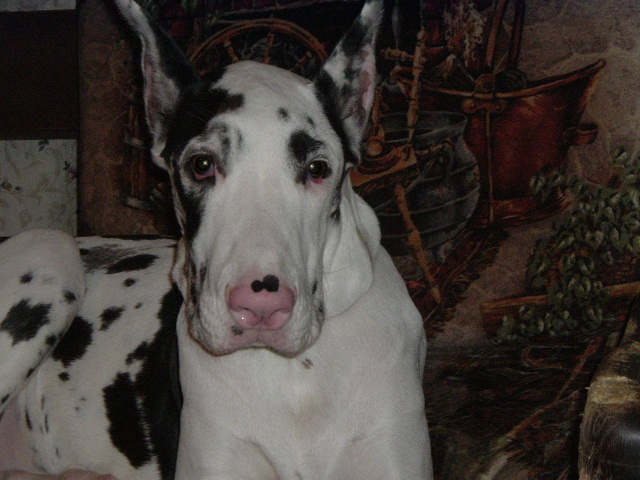 Yandi, 6 mth. old harlequin girl
