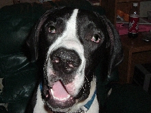 Diesel, 9 mth. old mantle boy