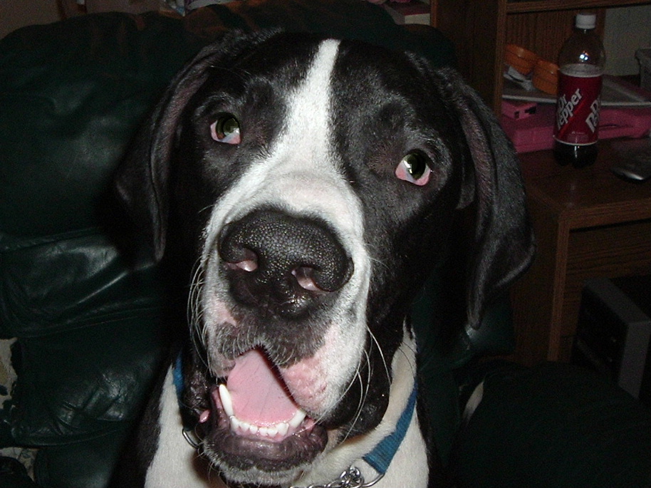 Diesel, 9 mth. old mantle boy