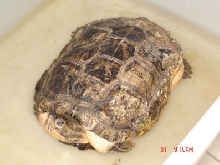 nameless turtle1