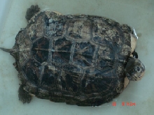 nameless turtle2