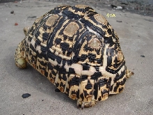 the leopard tortoise