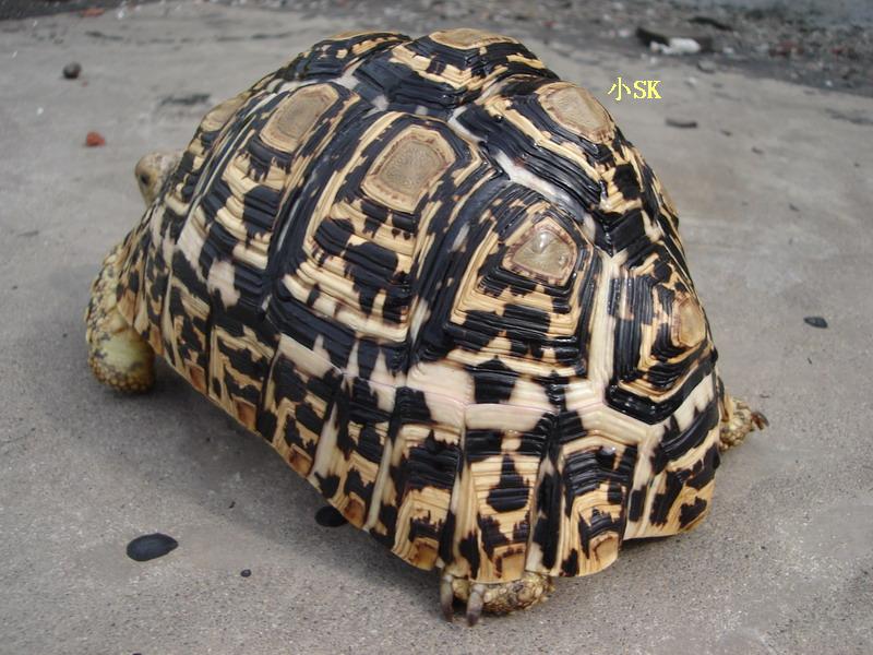 the leopard tortoise
