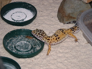 my leo
