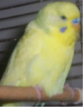 My gorgeous yellow male I need to rename!