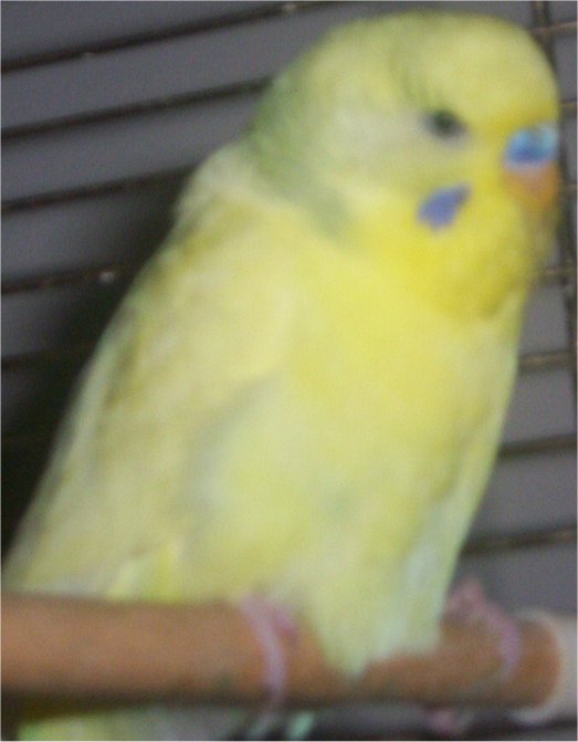 My gorgeous yellow male I need to rename!