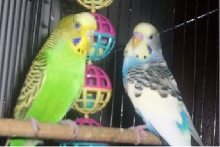 Kiwi and her hubby Sky