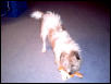 Libbie