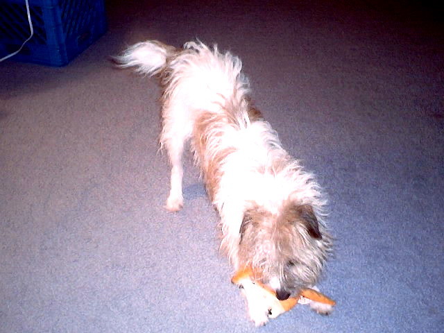 Libbie