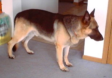 standing Hawk