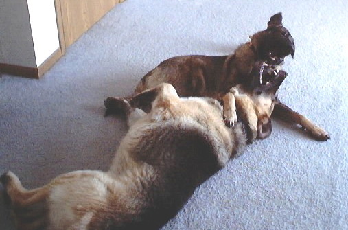 Hawk & Nova