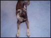 ears