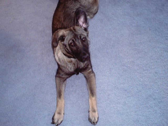 ears