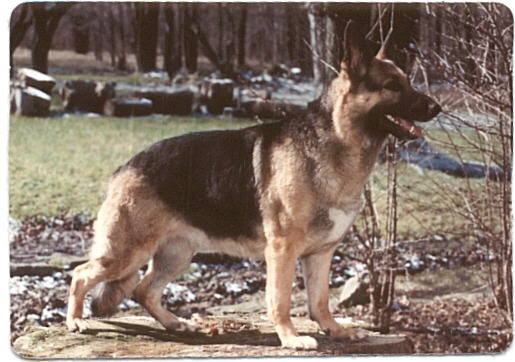 Tasha