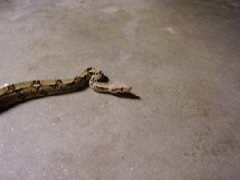 BOA