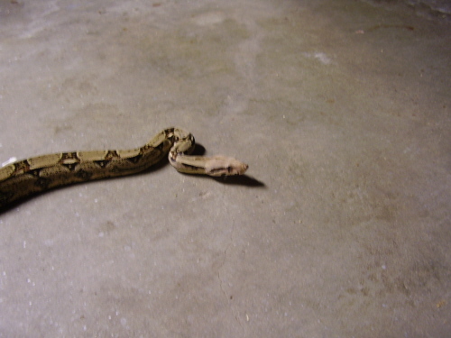 BOA