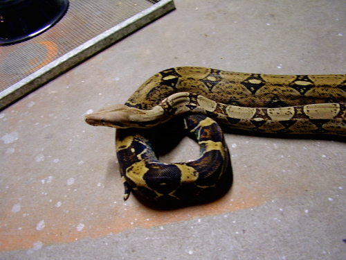boa