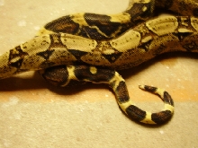 bOa