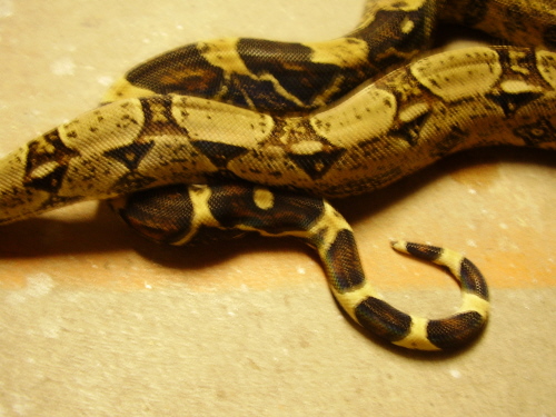 bOa