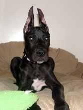 My Owner Louis