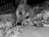 Coppers Close Up