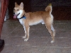 Copper standing