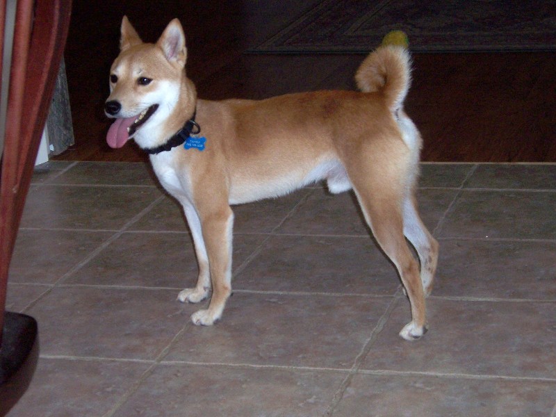 Copper standing