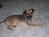 Todd1